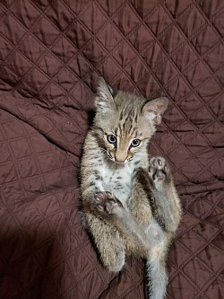 Tyler the bobcat at 2mon.