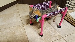 Spirit a Grey fox with a spinal injury