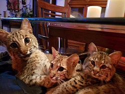 Tyler, Boo, KiKi the bobcats