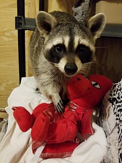 Thor the raccoon