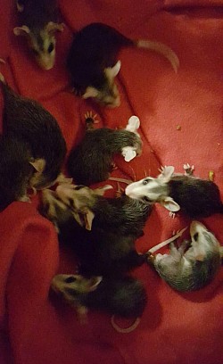 Baby Opossums