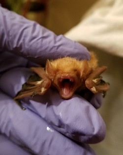 Eastern Red Bat