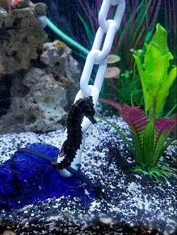 Sea Horses