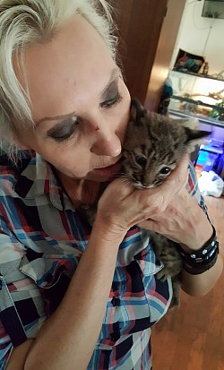 Sky baby bobcat