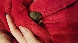 Newborn Squirrel