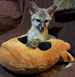 Zena blind grey fox