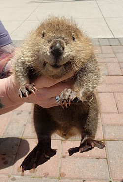 Beavers are so cute