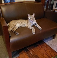 Tyler the Bobcat