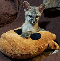 Zena the blind Grey Fox