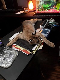 Learning with Tyler the Bobcat