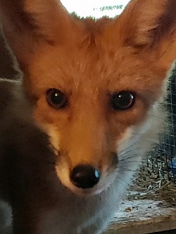 Tippy red fox