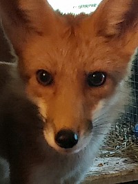 Tippy the Red Fox