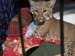 Silver - bobcat with spinal injury