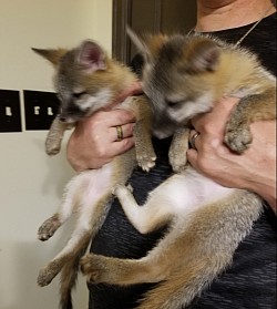 Tula & Tala grey foxes