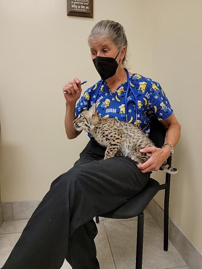 Dr. Susan and Keya the Bobcat