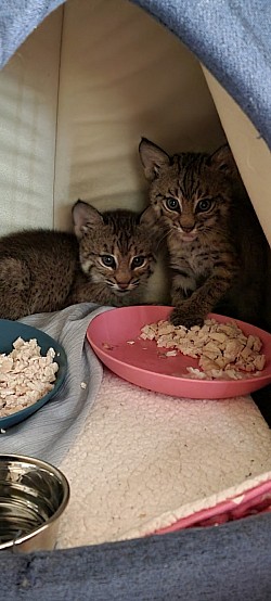 Shady & Holly baby bobcats