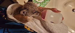 Symba baby bobcat