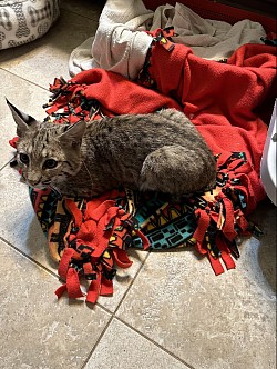 Furry bobcat